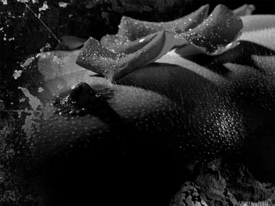 Boudoirfotografie als kunst - Sensuele elegantie en verfijnde luxe samengebracht in één beeld